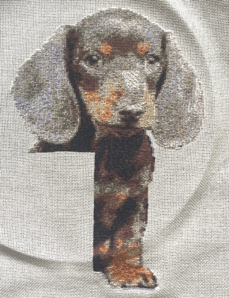 dapple dachshund on 28-count linen